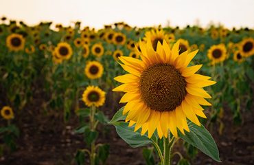 Sunflowers in the field, summertime agricultural background