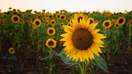 Sunflowers in the field, summertime agricultural background